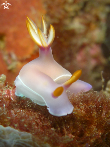 A Hypselodoris Bullocki | Nudibranch