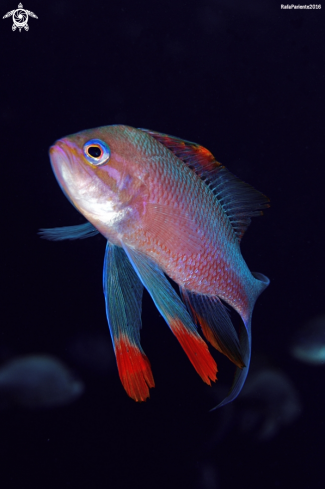 A  Anthias anthias | Tres colas