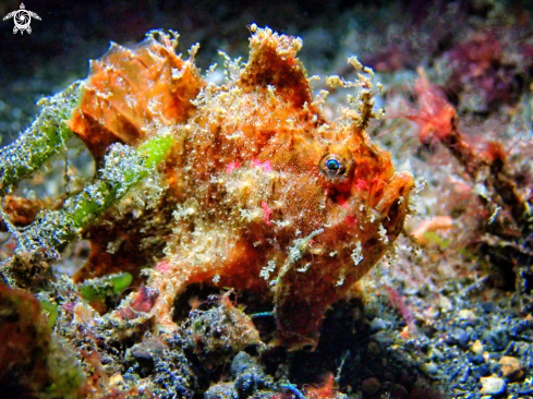 A Frogfish