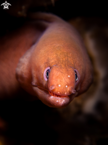 A Gymnothorax herrei |   Pale Chin Moray