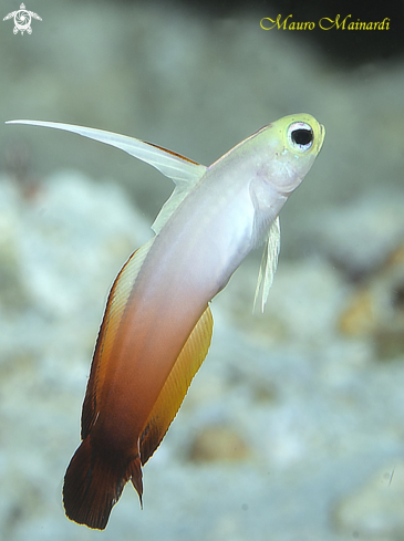 A Fire goby