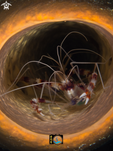 A Stenopus hispidus | Banded coral shrimp