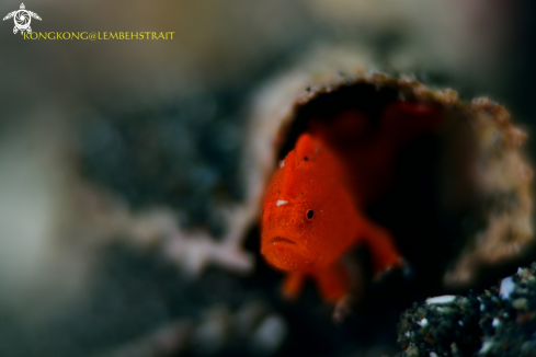 A Frogfish