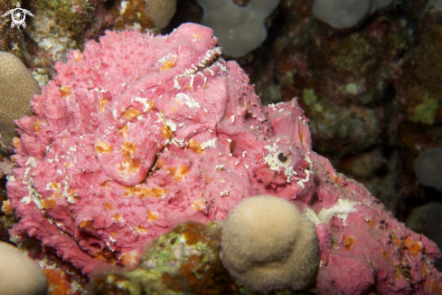 A Stonefish