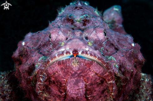 A scorpionfish