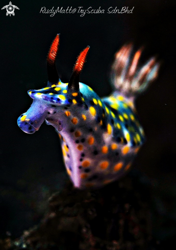 A Nudibranch