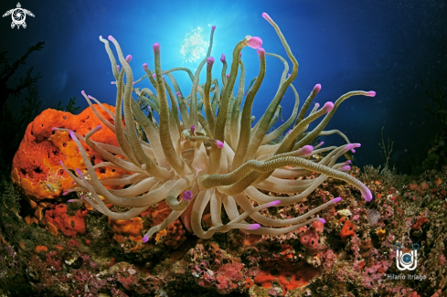 A Anemonae