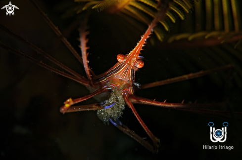 A Arrowcrab