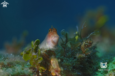 A Blenny