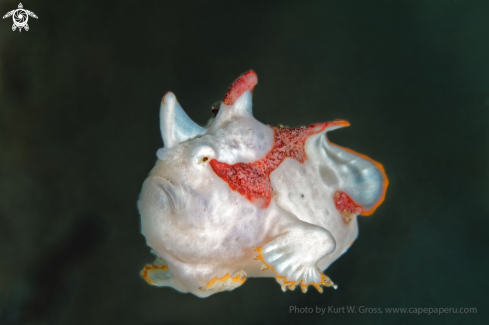 A Antennarius maculatus | Froggfish