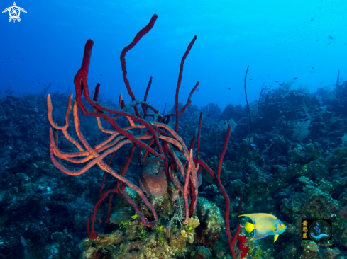 A Queen angle with rope sponge