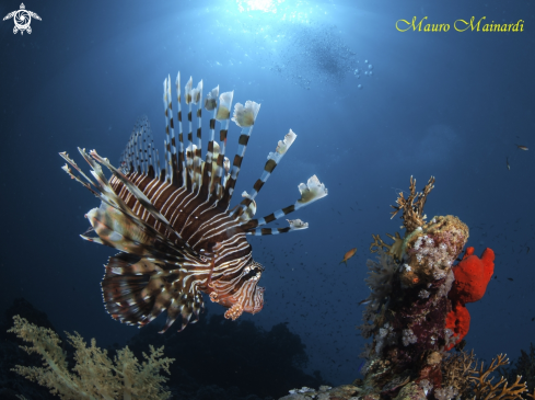 A Lionfish