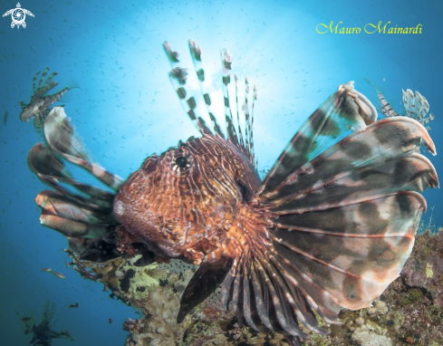 A Lionfish