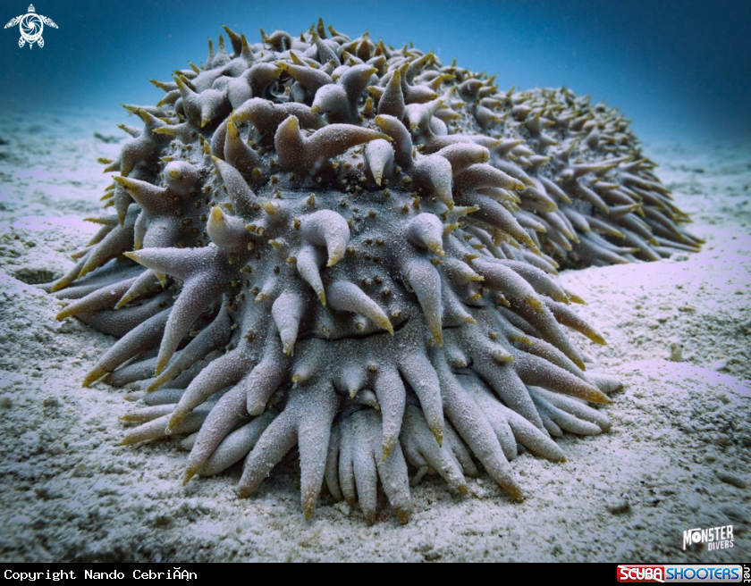 A Pineapple sea cucumber 