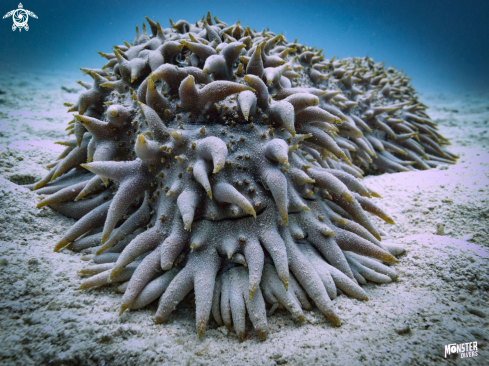 A Thelenota ananas | Pineapple sea cucumber 