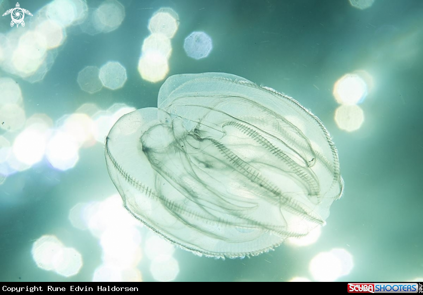 A Comb jelly
