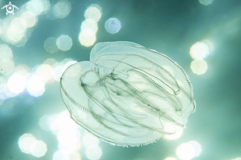 A Comb jelly