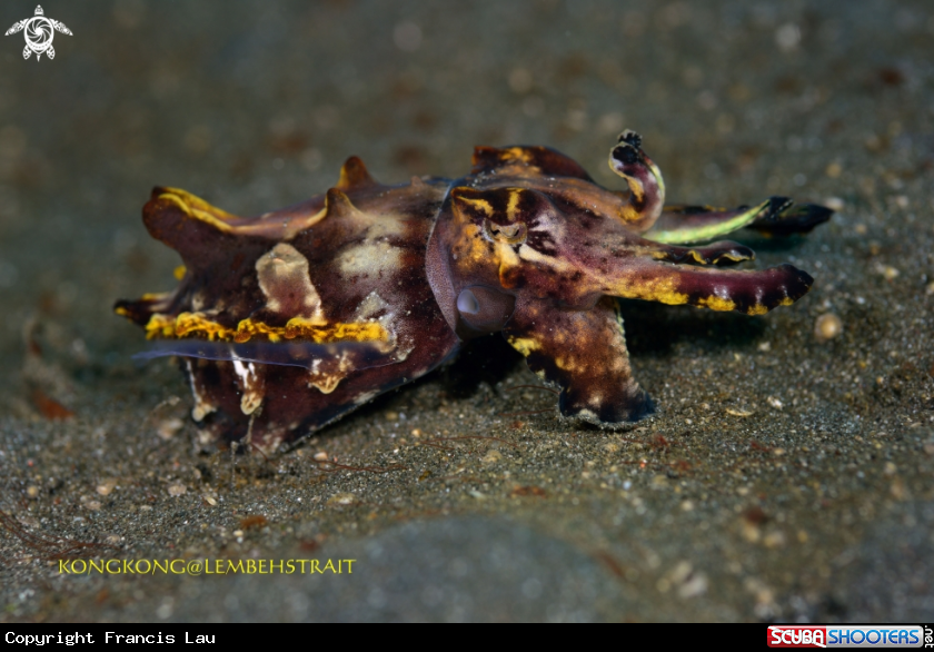 A Flambouyant Cuttlefish