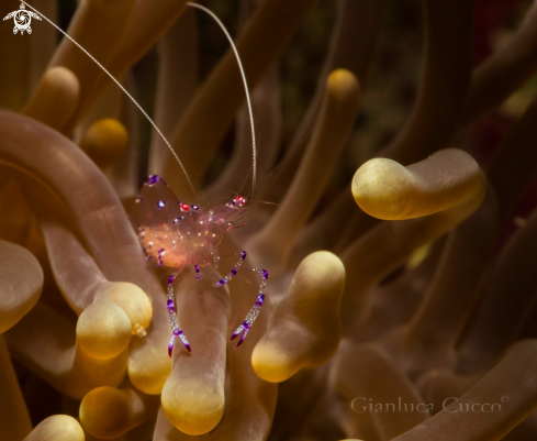 A Commensal shrimp,Gamberetto commensale