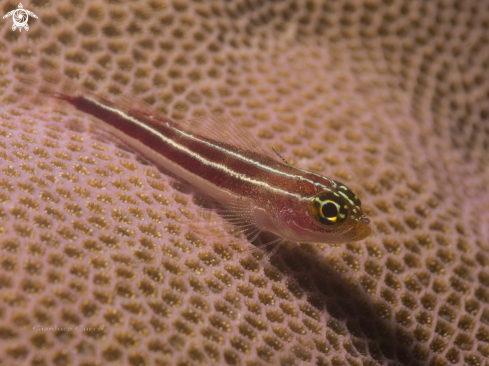 A Helcogramma striatum |  Striped triplefin,Trepinne striato –  (Helcogramma striatum) 