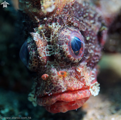 A Lion fish