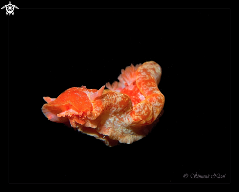 A Spanish dancer