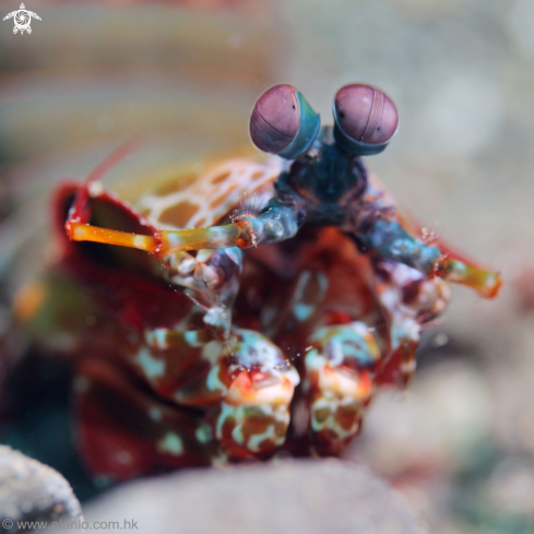 A mantis shrimp