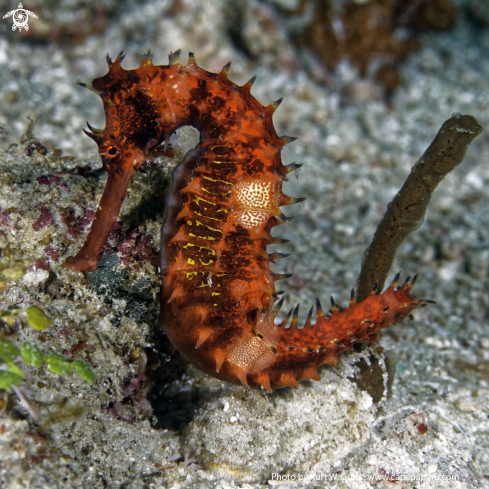 A Hippocampus histrix | red  histrix