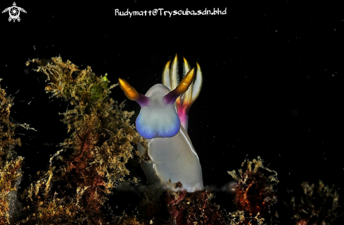 A Hypselodoris bullocki  | Nudibranch