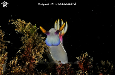 A Nudibranch