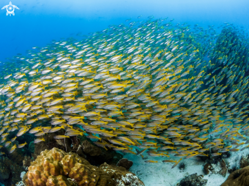 A Lutjanus lutjanus | Big Eye Snapper