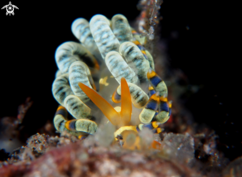 A Nudibranch