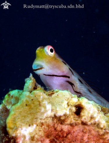 A Ecsenius yaeyamaensis | Blenny