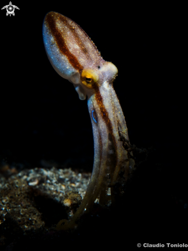 A AMPHIOCTOPUS SIAMENSIS | Mototi