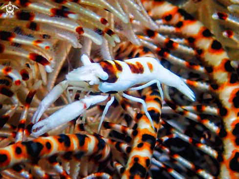 A Crinoid Commensal Shrimp