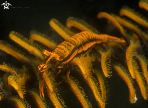 A Crinoid shrimp,Gamberetto dei Crinoidi
