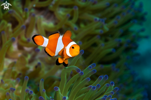 A Clownfish