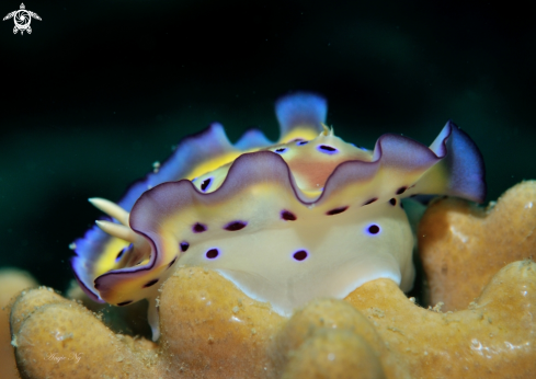 A Chromodoris tritos | Nudi