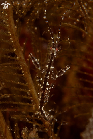 A Caprellidae | Skeleton shrimp 