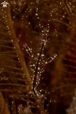 A Skeleton shrimp 