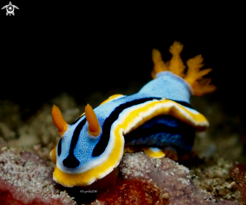 A Chromodoris annae | Chromodoris annae