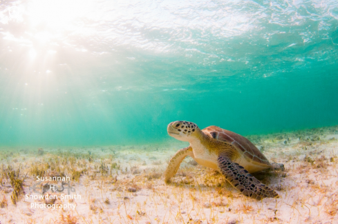 A Green turtle