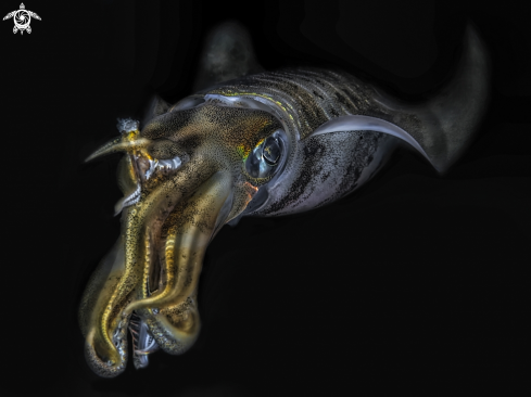 A Sepioteuthis lessoniana | squid