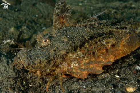 A Inimicus didactylus | Spiny Devil Scorpionfish