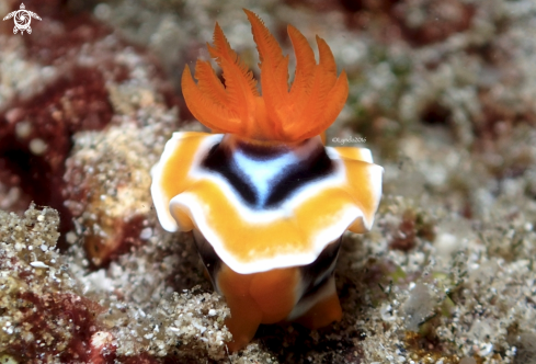 A Chromodoris strigata | Chromodoris strigata