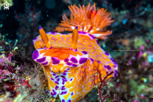 A Nudibranch