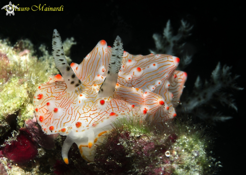 A Nudibranch