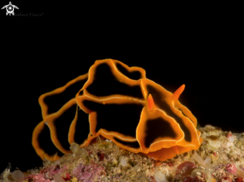 A Reticulidia halgerda | Nudibranch