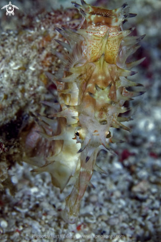 A Hippocampus histrix | Seahorse