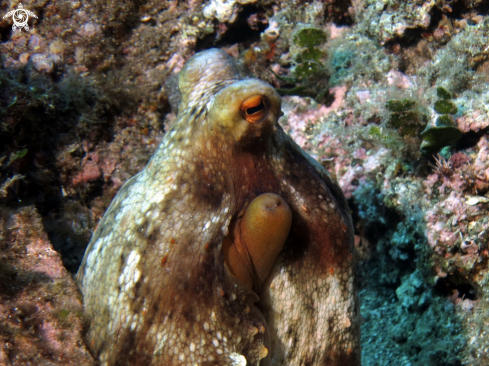 A Octopus vulgaris | polpo